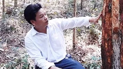 Cần ngăn chặn hành vi phá hoại rừng thông đặc dụng