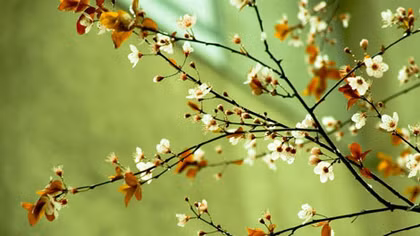 Góc biển tuổi thơ