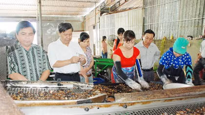 Nhiều DN chế biến điều không đạt chuẩn