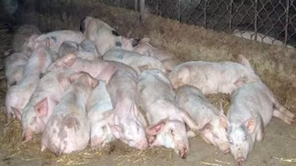 Ngành thú y đủ khả năng xác định bệnh dịch tả lợn châu Phi