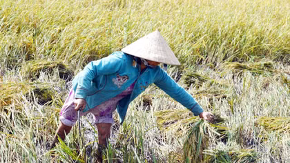 Mưa dầm, lúa đổ, nông dân thiệt đủ đường