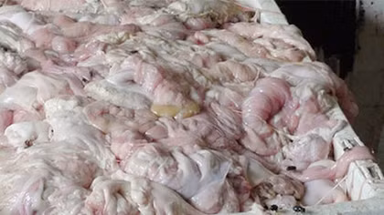 Vận chuyển hơn 1 tấn lòng lợn khô không rõ nguồn gốc