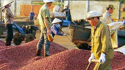 Nâng cao giá trị xuất khẩu cà phê Việt Nam