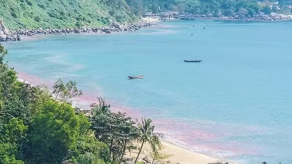 “Vệt nước màu đỏ” tại bán đảo Sơn Trà chỉ là ấu trùng ruốc