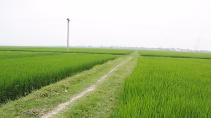 Con rái cá làng Nguyệt Lãng