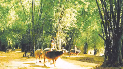 Người Việt, tình Việt