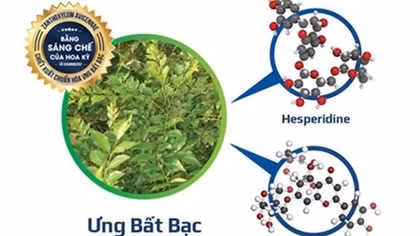 Cây Ưng bất bạc - vị thuốc quý ngàn năm cho lá gan của người Việt