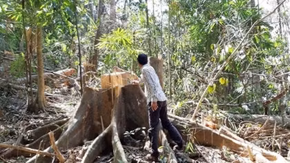 “Chảy máu” rừng phòng hộ Sông Tranh