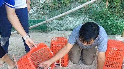 Thả 66 cá thể rùa con ấp nở tại đảo Cù Lao Chàm về biển