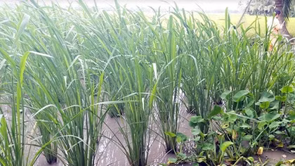 Thực vật “lạ” xuất hiện ở Sóc Trăng