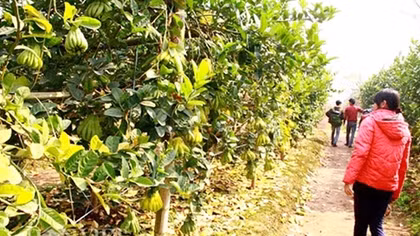 Đội mưa rét, ăn ngủ tại vườn trông phật thủ
