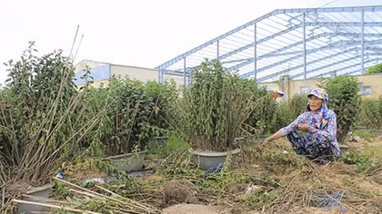 Làng hoa bạc tỉ xơ xác vì mưa lũ