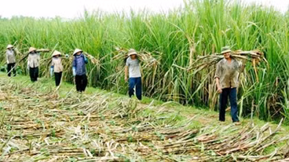 Ngành mía đường lao đao vì hàng nhập lậu