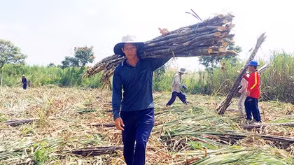 Kỷ lục… đường tồn kho