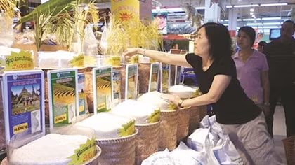 Nỗi buồn gạo Việt