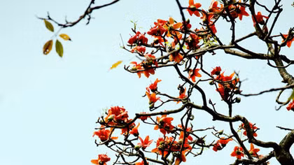 Còn trong thương nhớ