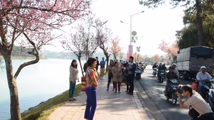 Sứ giả mùa xuân trên miền đất lạnh 