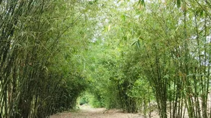 Nhà thơ Lê Quang Trang: Nghe sững sờ làn khói lá tre bay