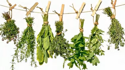 Giữa từ tâm thảo dược