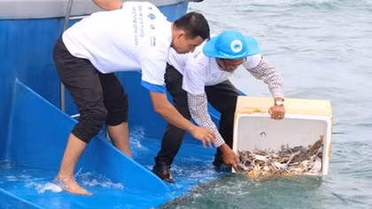 Phú Quốc thả ghẹ giống về biển