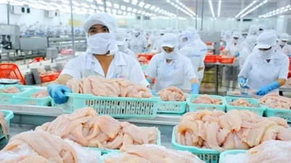 Xuất khẩu cá tra sang EU giảm