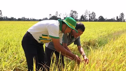 Phân bón Phú Mỹ cùng nhà nông ứng phó thời tiết khắc nghiệt