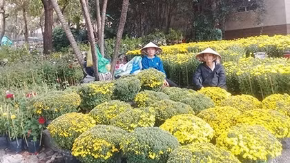 Sôi động thị trường hoa Tết