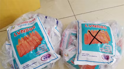 “Phù phép” hơn 20 tấn ngô thanh loại thành ngô giống