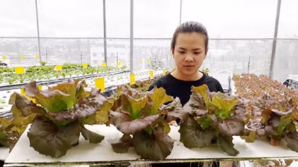 Trồng rau sạch bằng… không khí