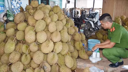 Hàng tấn sầu riêng bị dùng hóa chất ép chín 