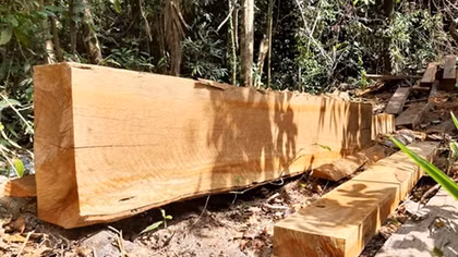 Tàn phá rừng đầu nguồn sông Ví