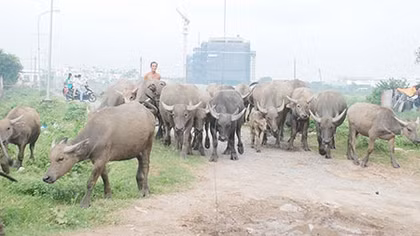Cạm bẫy mua bán đất vùng ven