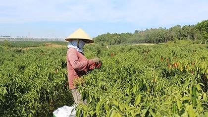 Nông dân cay đắng vì giá ớt quá rẻ