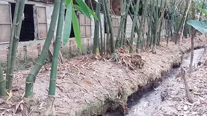 Trang trại nuôi lợn xả thải gây ô nhiễm môi trường nghiêm trọng