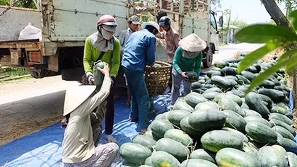 Dưa hấu và nỗi buồn chờ giải cứu