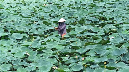 Những cánh đồng hoa mùa nước nổi