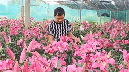 Cử nhân về quê núi trồng hoa ly, thu tiền triệu vào dịp Tết