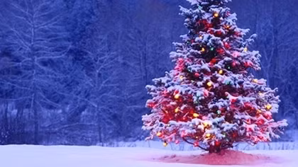 Những bí mật bất ngờ về cây thông Noel