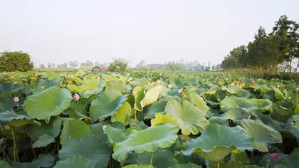 Bí ẩn rùa trắng
