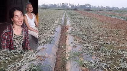 Người nông dân bị chặt phá 5 sào dưa hấu sắp đến ngày thu hoạch