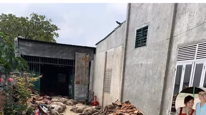Sẽ điều tra tin đồn thất thiệt về hàng trăm con lợn chết được đào lên làm thịt đem bán 