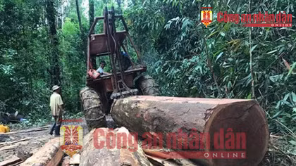Những hình ảnh tố trùm buôn lậu gỗ Phượng “râu”