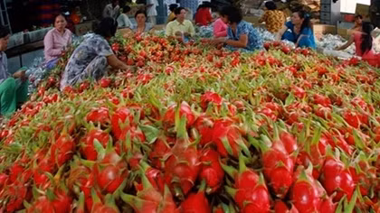 Xử phạt 28 người Trung Quốc thu mua thanh long trái phép tại Bình Thuận