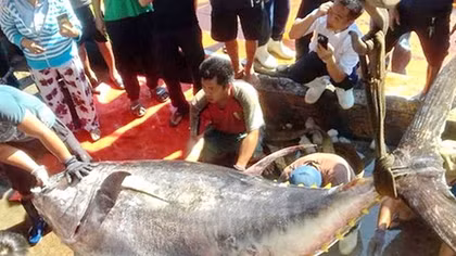 Ngư dân Khánh Hoà câu được cá ngừ đại dương nặng "kỷ lục" 386kg