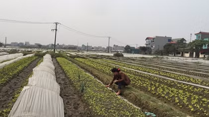 Bao giờ giải được bài toán thực phẩm sạch?