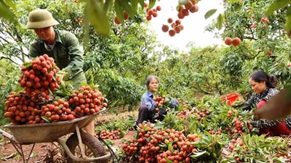 Kiến nghị cho chuyên gia Nhật Bản sang Việt Nam không phải cách ly 14 ngày