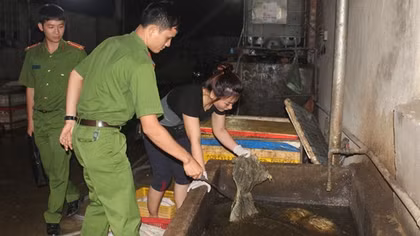 Nội tạng bò được tẩy trắng bằng "hóa chất đen đặc"