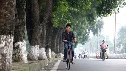 Di chuyển hơn 100 cây xanh trên phố Kim Mã để làm đường sắt đô thị