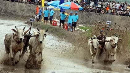 Mãn nhãn với giải Đua bò Bảy Núi