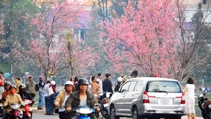 Mai anh đào khoe sắc trong nắng xuân nhuộm hồng Đà Lạt